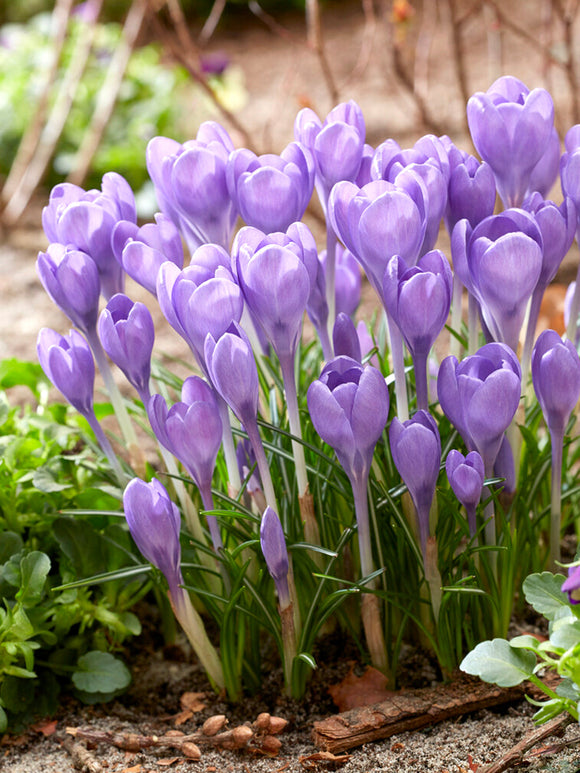 Krokus tommasinianus 'Hummingbird'