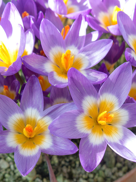 Krokus sieberi Tricolor