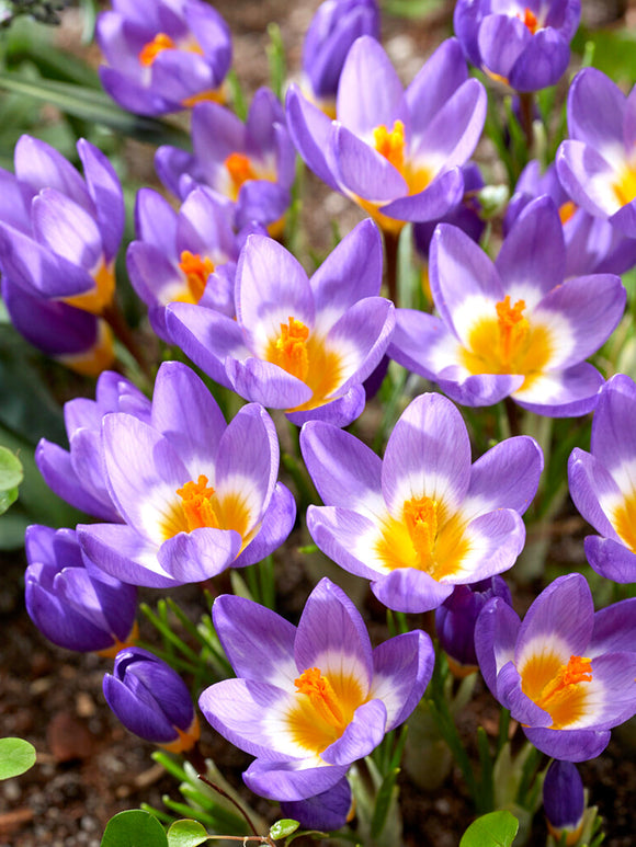 Krokus sieberi ssp. sublimus Tricolor