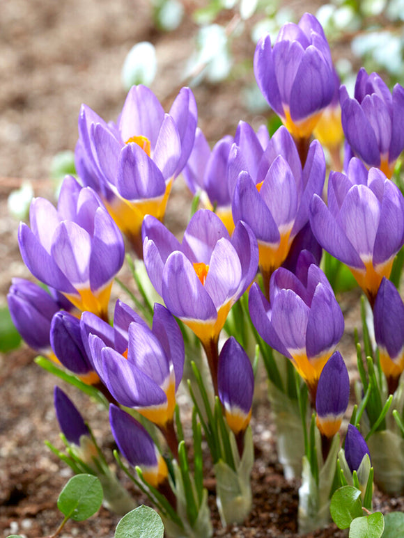 Krokus sieberi Tricolor