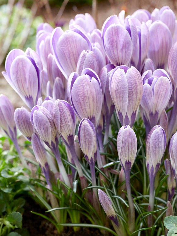 Krokus tommasinianus 'Striped Bird'