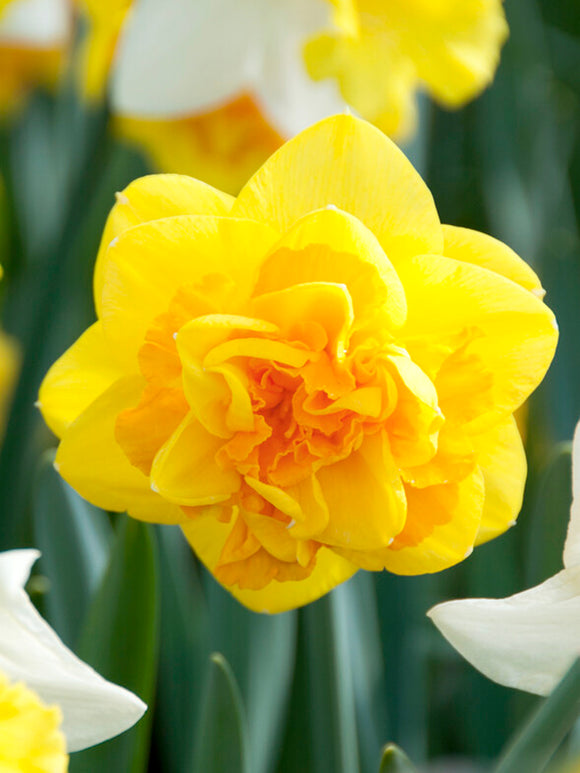 Köp Påskilja Apotheose blomlökar från Holland