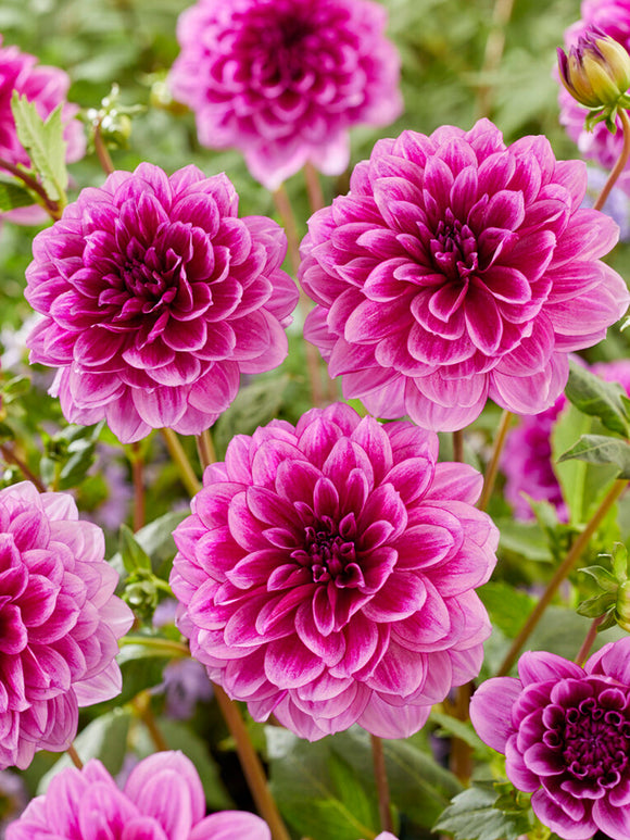 Vårplantering Dahlia Blue Bell