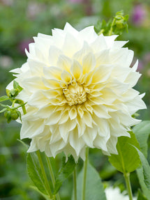 Dahlia 'Cafe au Lait Supreme'