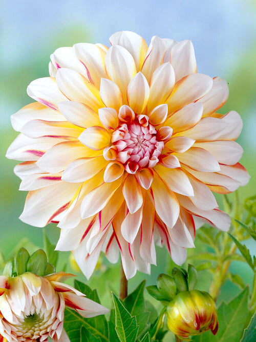 Decorative Dahlia Caribbean Fantasy