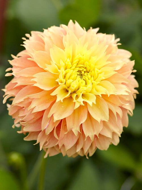 Dahlia Deep Impact | DutchGrown™ Sverige