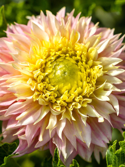 Dahlia Deep Impact