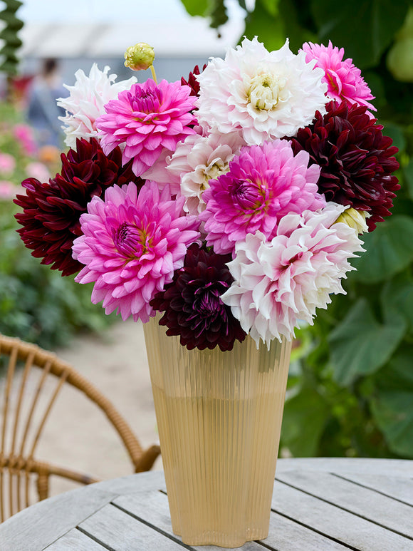 Dahlia Dramatic Grace Collection