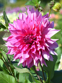 Dahlia Emory Paul