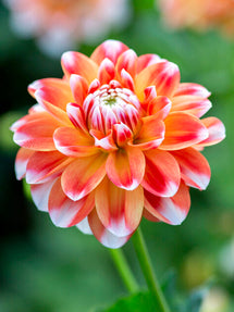 Dahlia Hapet Harmony