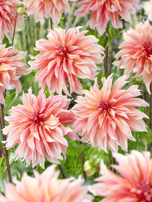 Dahlia Labyrinth Köp Dahliaknölar