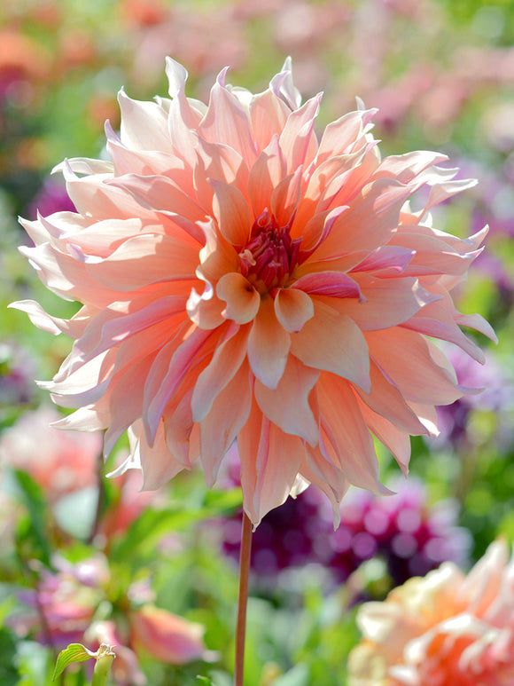 Dahlia Labyrinth - Köp Dahliaknölar