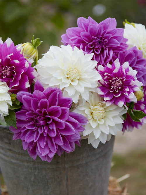 Dahlia Lilac Lace Collection