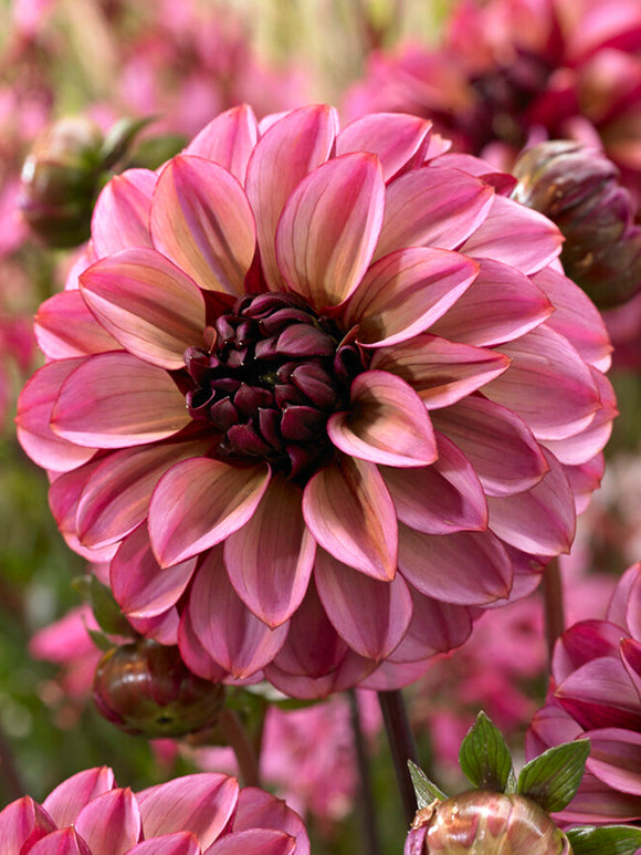 dahliaknölar Dahlia Seniors Hope