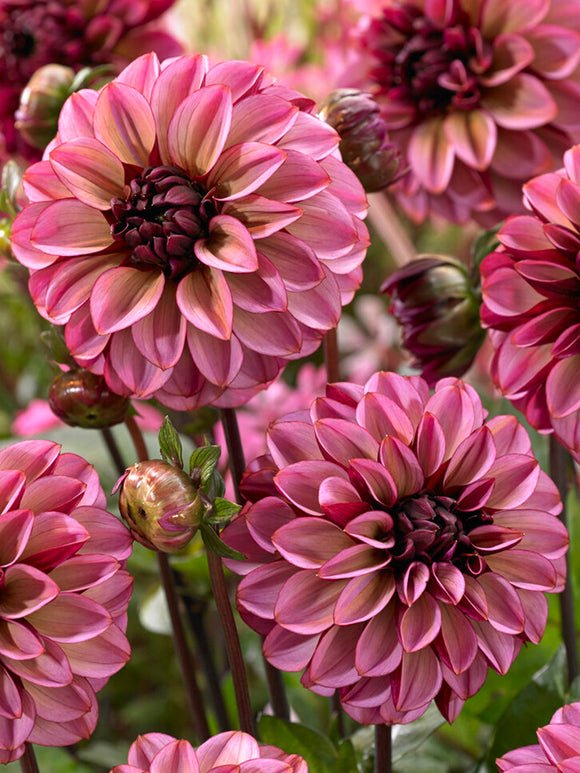 Dahliaknölar Dahlia Seniors Hope