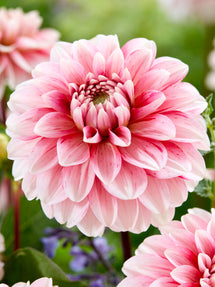 Dahlia 'Strawberry Cream'