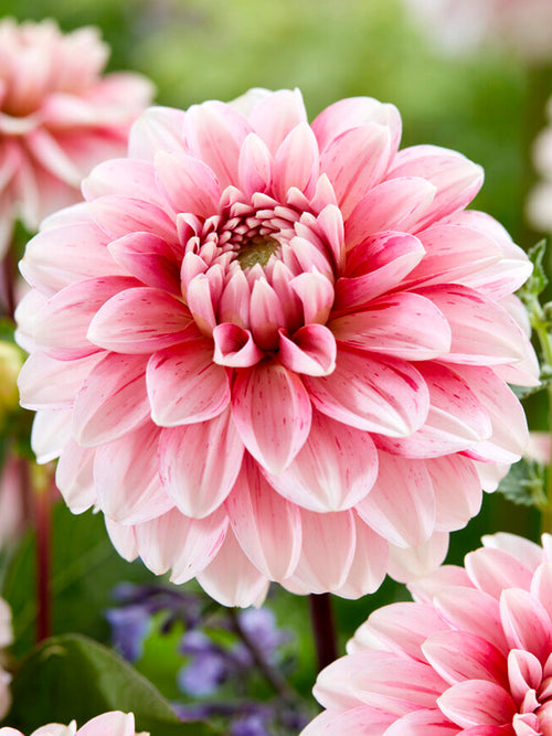 Strawberry Cream Dahlia dahliaknölar