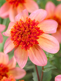 Dahlia Totally Tangerine