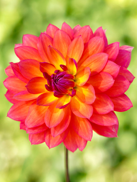 Dahlia Tricolore Tubers