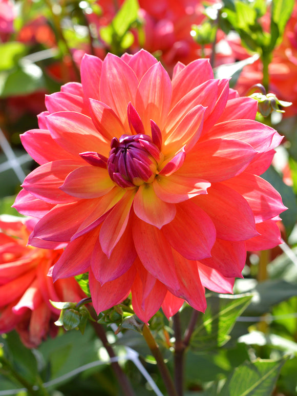 Beställ Dahlia Tricolore för vårfrakt