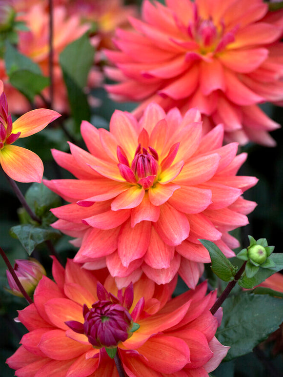 Dahlia Tricolore