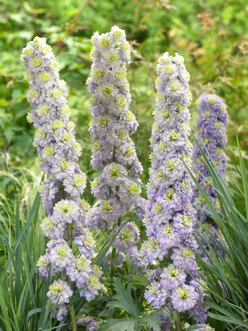 Delphinium 'Highlander Crystal Delight' (Riddarsporre)