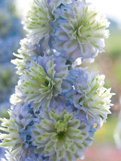 Delphinium 'Highlander Crystal Delight' (Riddarsporre)