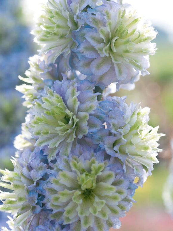 Delphinium 'Highlander Crystal Delight' (Riddarsporre)