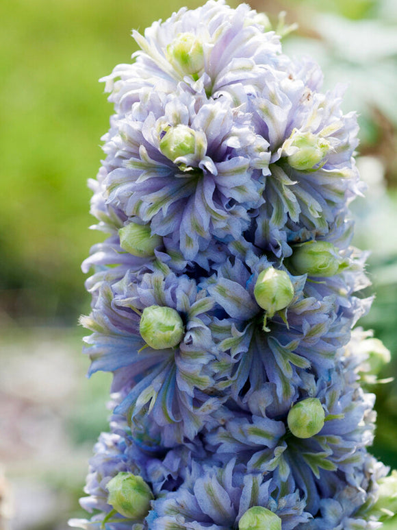 Delphinium 'Highlander Crystal Delight' (Riddarsporre)