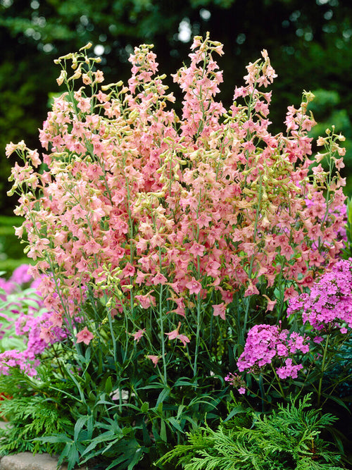 Delphinium 'Pink Sensation' (Riddarsporre)