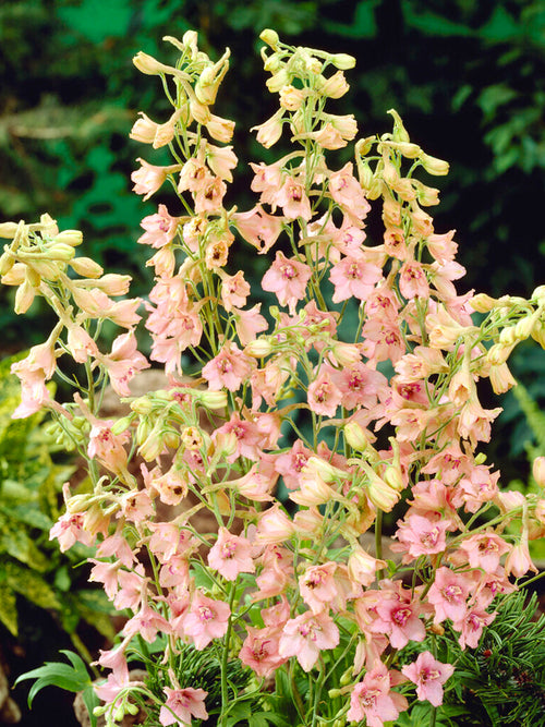 Delphinium 'Pink Sensation' (Riddarsporre)