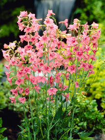 Riddarsporre 'Pink Sensation' (Delphinium)