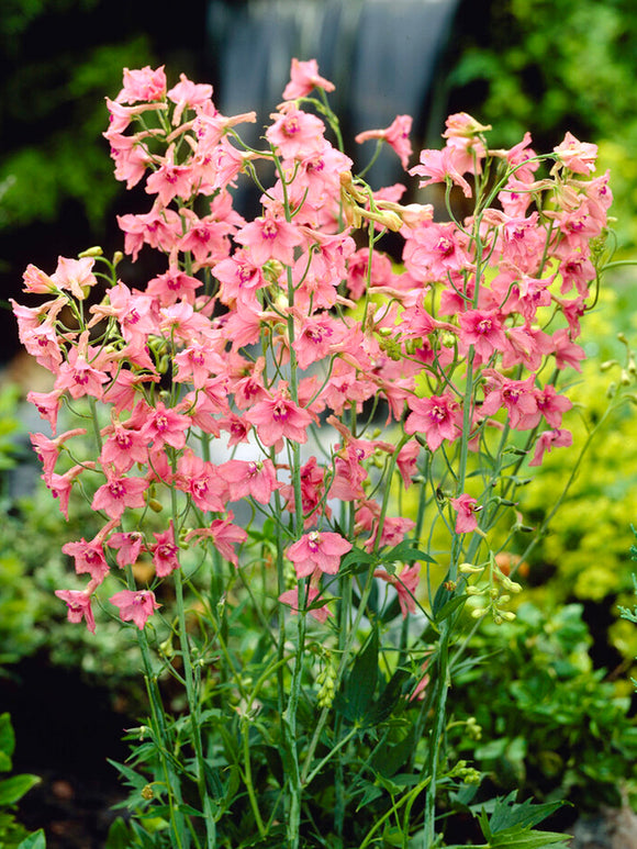 Delphinium 'Pink Sensation' (Riddarsporre) Barrot