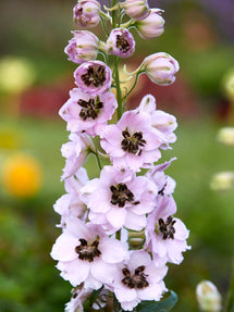 Riddarsporre 'Sky Sensation' (Delphinium)