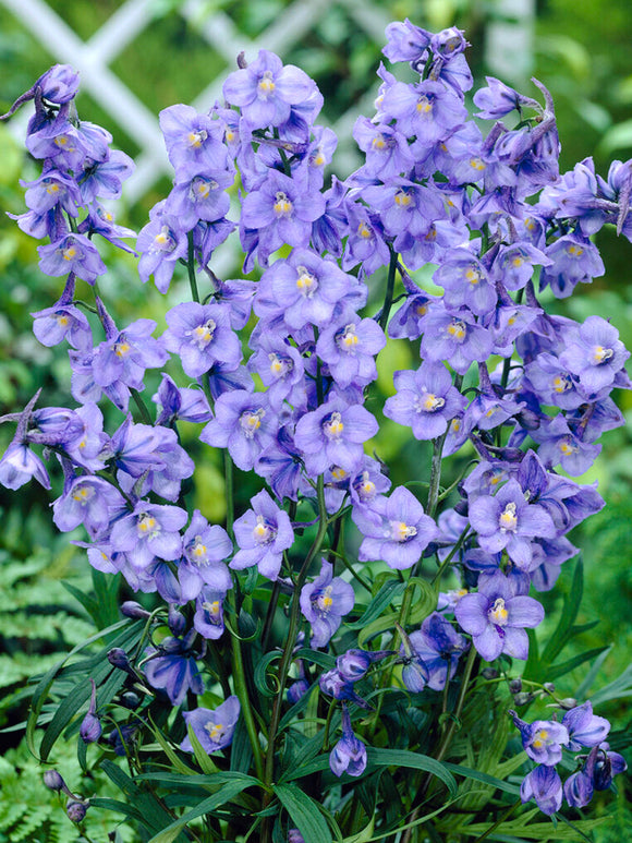 Riddarsporre 'West End Blue' (Delphinium)