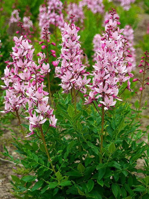 Dictamnus Albus (Burning Bush)