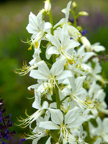 Dictamnus Albus 'Albiflorus' (Mosebrinna)