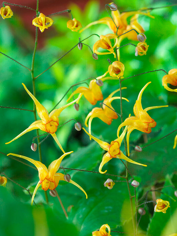 Epimedium 'Amber Queen' (Sockblomma) Barrot