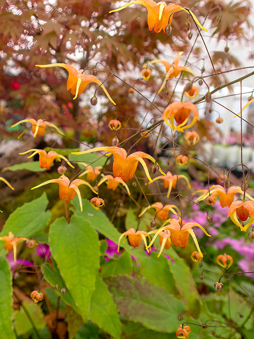 Epimedium 'Amber Queen' (Sockblomma)