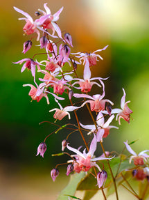 Epimedium 'Pink Elf' (Sockblomma)