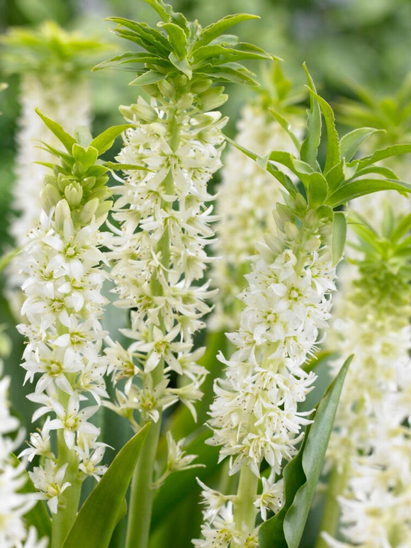 Eucomis Autumanlis Vit (Ananaslilja)