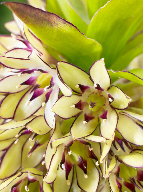 Ananasblomma - Tofslilja Eucomis Bicolor blomlökar