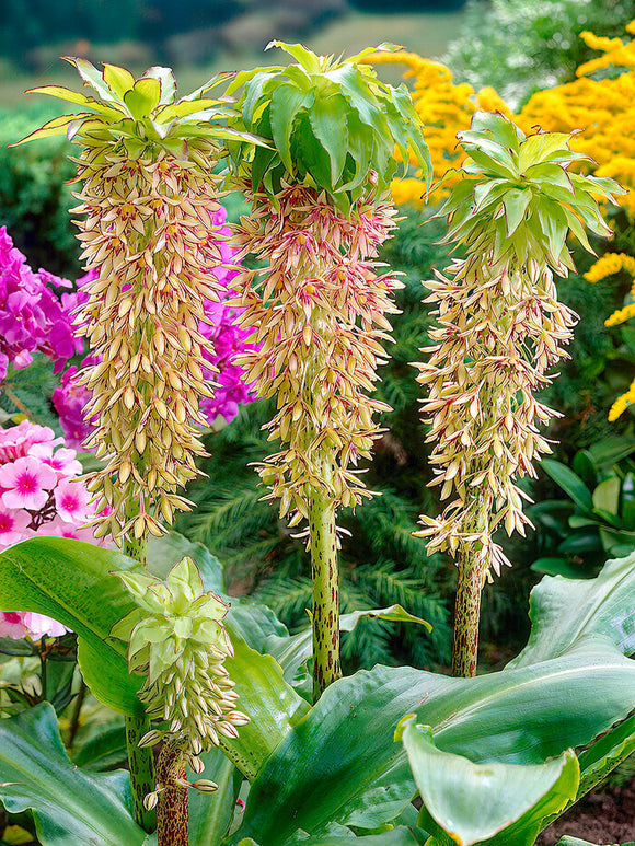 Ananasblomma - Tofslilja Eucomis Bicolor blomlökar