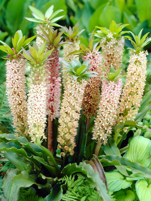 Eucomis Comosa Mixed (ananaslilja)