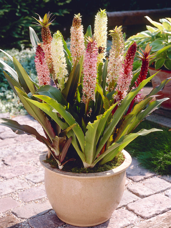 Eucomis Comosa Mixed (ananaslilja)