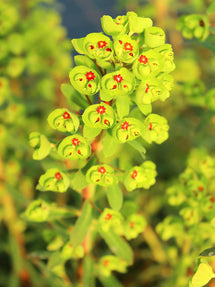 Euphorbia martinii 'Ascot Rainbow' (Vårtörel)