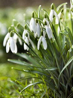 Galanthus Elwesii (Turkisk snödroppe)