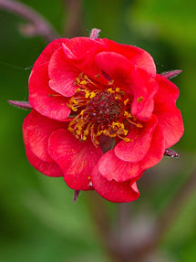 Nejlikrot 'Flames of Passion' (Geum)