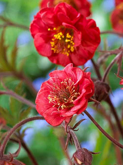  Nejlikrot 'Flames of Passion' (Geum)