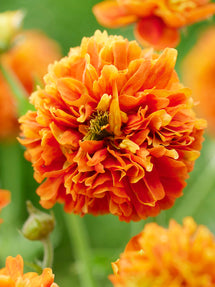 Nejlikrot 'Orange Pumpkin' (Geum)